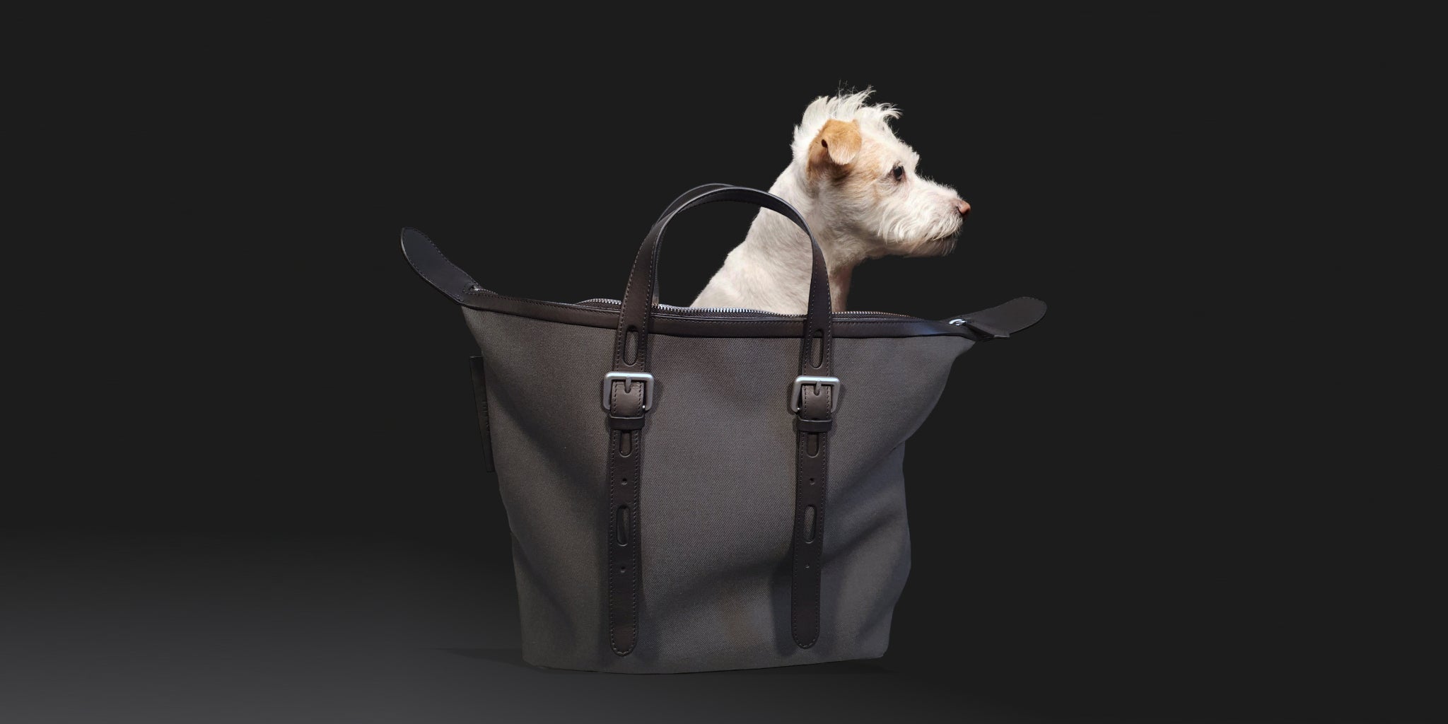 cabas et chien